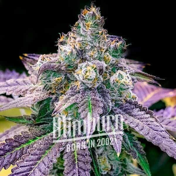 Fruity Pebbles Feminized by Blimburn Seeds
