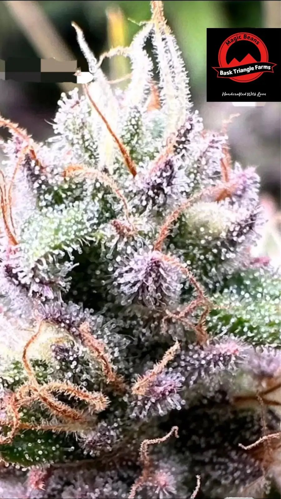 Frutopia Regular by Bask Triangle Farms