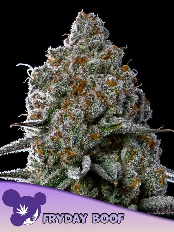 Fryday Boof Feminized by Anesia Seeds