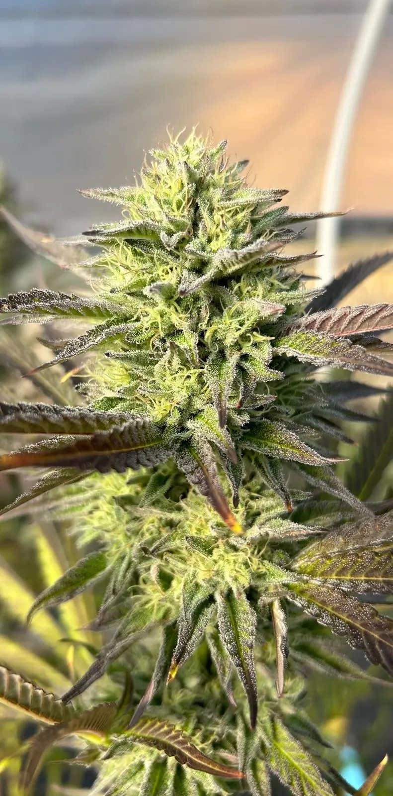 Funk Doctor Regular by Higher Heights Mendo
