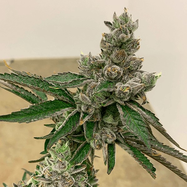 Funky Charms Feminized by Exotic Genetix