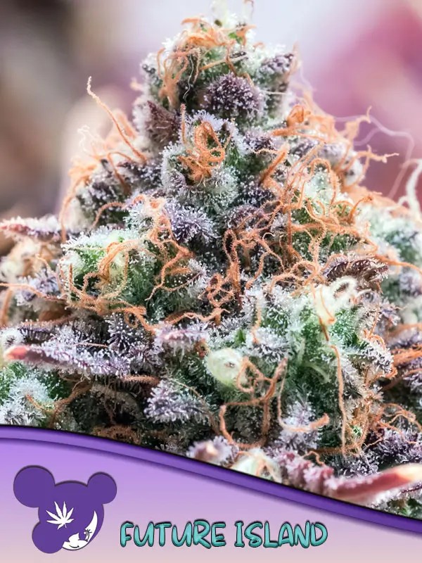 Future Island Feminized by Anesia Seeds