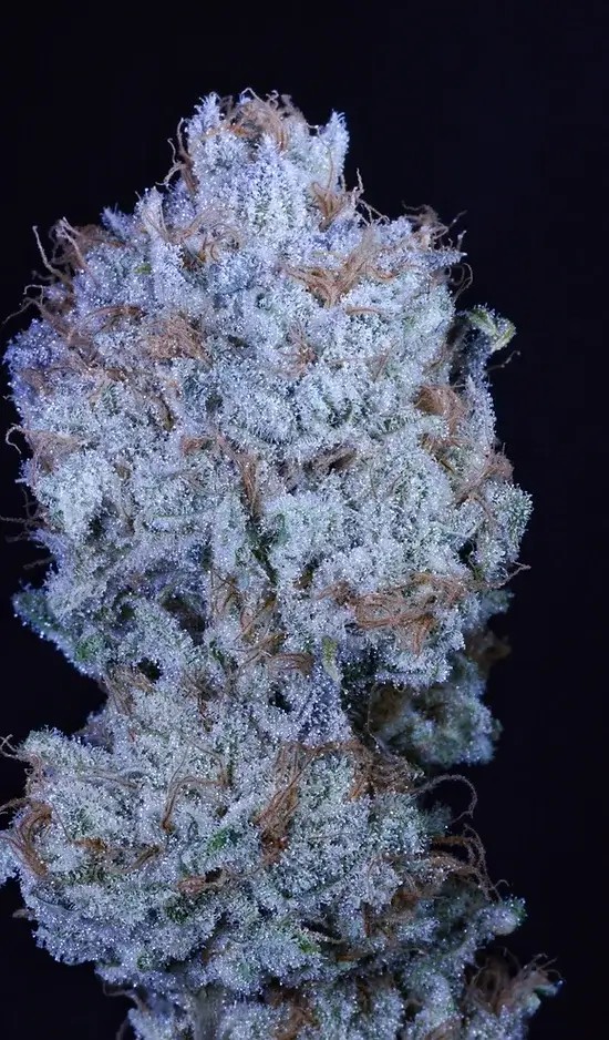 G-Whiz Feminized by Botafarm Genetics