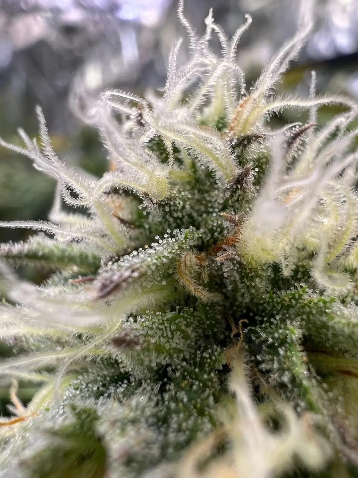 G.O.S S1 Feminized by R-Kiem Seeds
