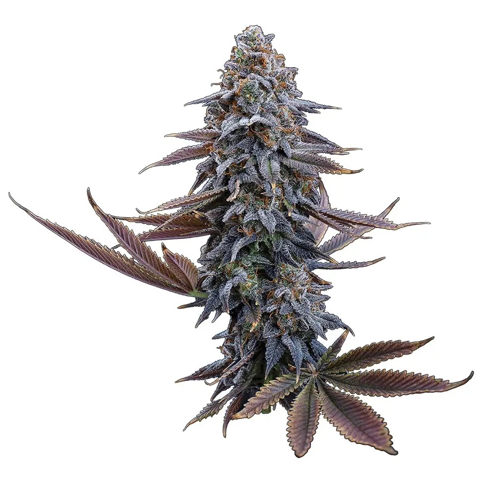 G13 Genius Feminized by Brothers Grimm Seeds