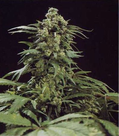 G13 Skunk Regular by Mr Nice