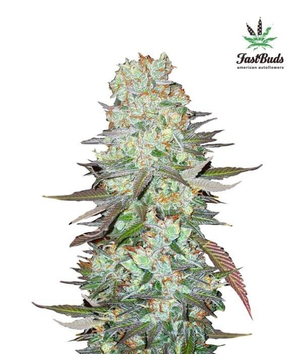 G14 Autoflower by Fast Buds