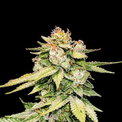 GG #4 Auto Autoflower by Seedstockers