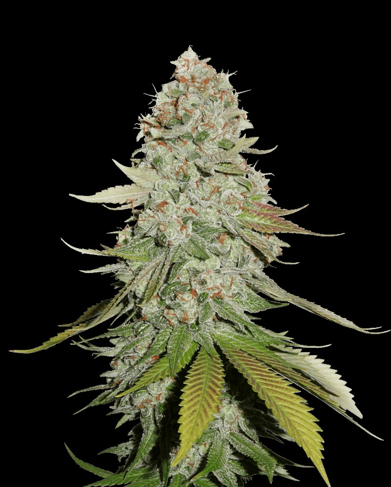 GG #4 Feminized by Seedstockers