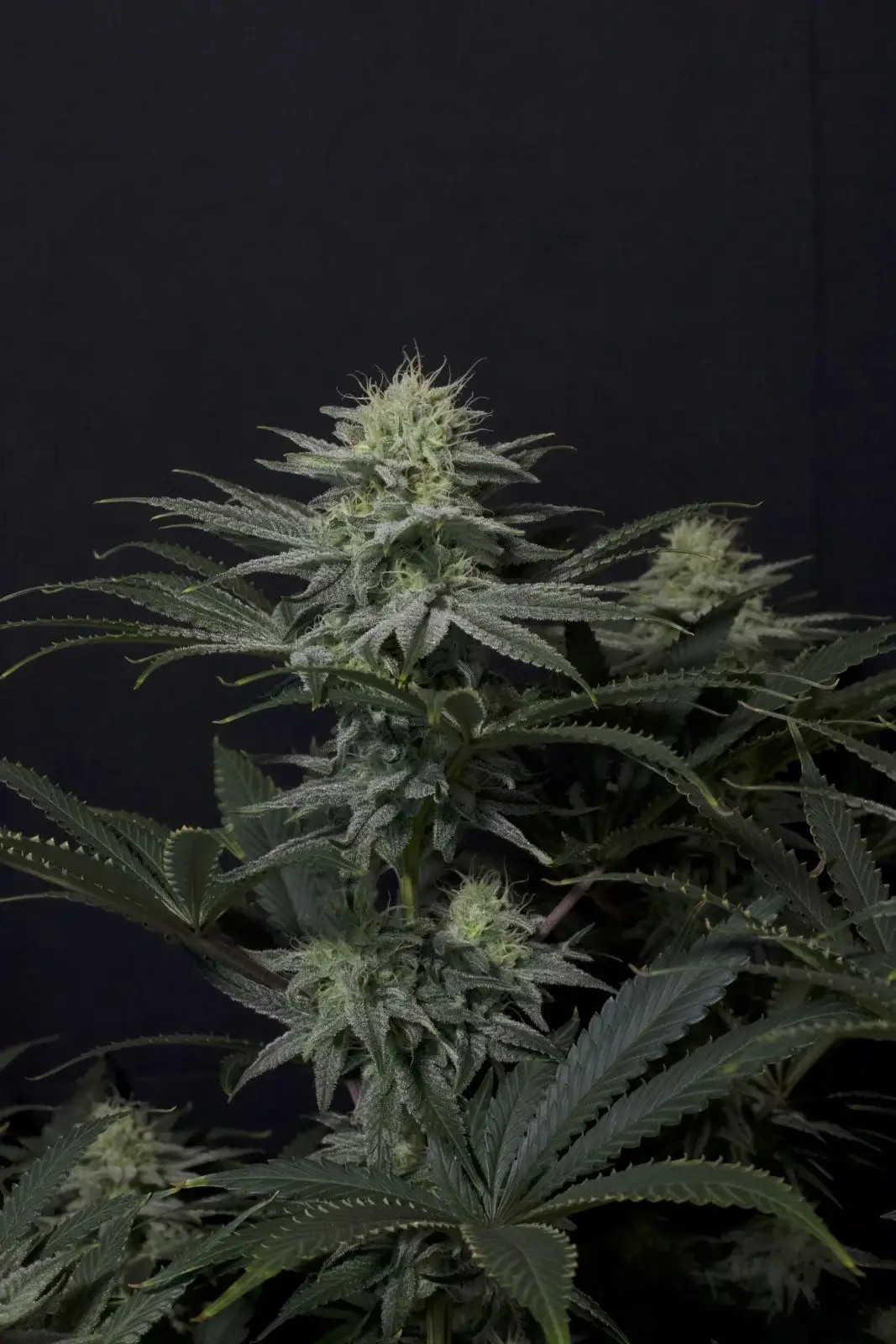 GG4 Sherbet FF Feminized by Fast Buds