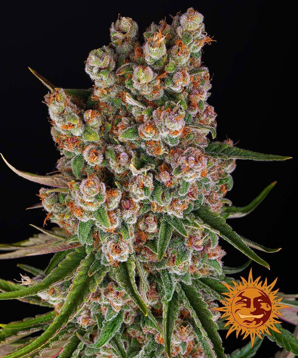 GMO Auto Autoflower by Barneys Farm
