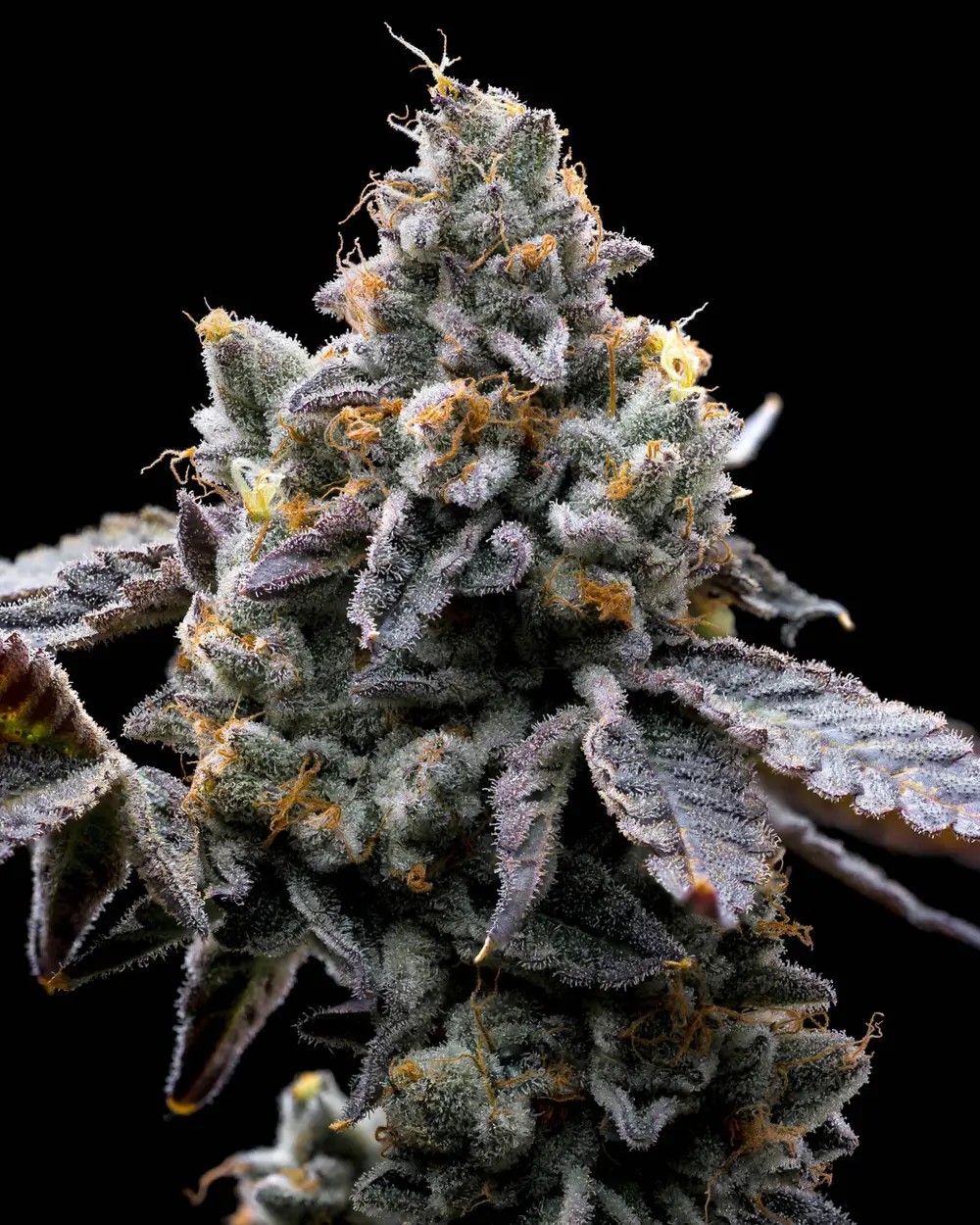GMO Cookies Feminized by Barneys Farm