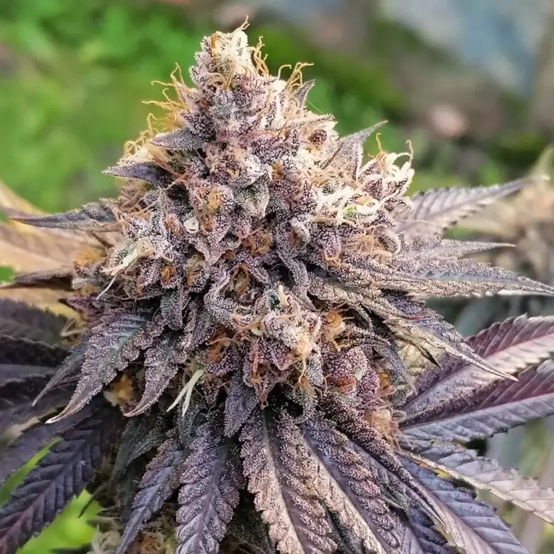 GMO Fast Feminized by Dutch Passion