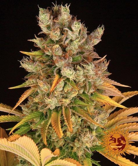 GMO Feminized by Barneys Farm