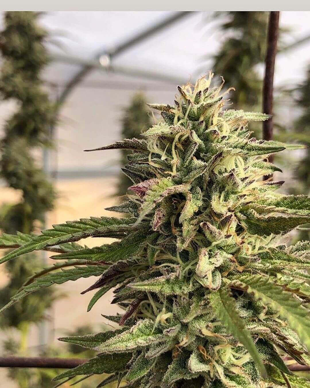 GMO aka Chem Cookies Feminized by Mamiko Seeds