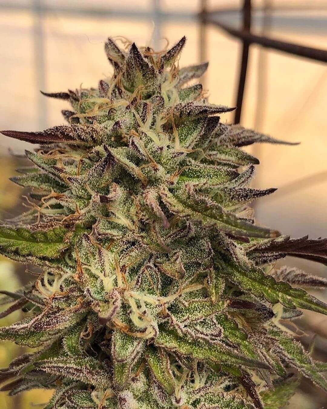 GMO aka Chem Cookies Regular by Mamiko Seeds