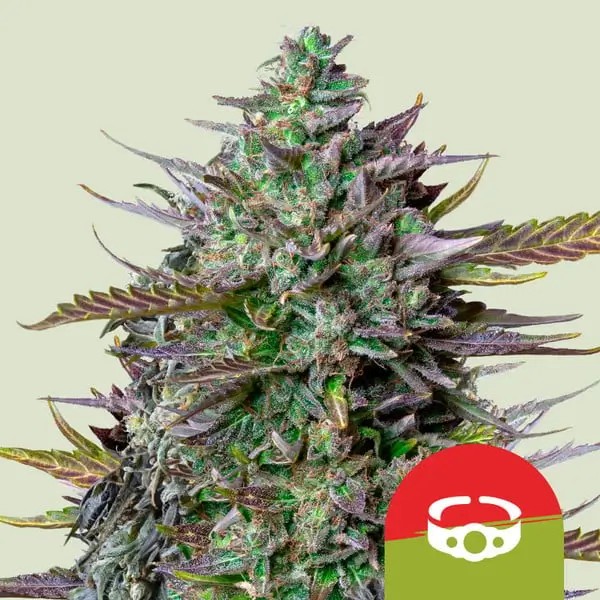 GOAT'lato Auto - Tyson 2.0 Autoflower by Royal Queen Seeds