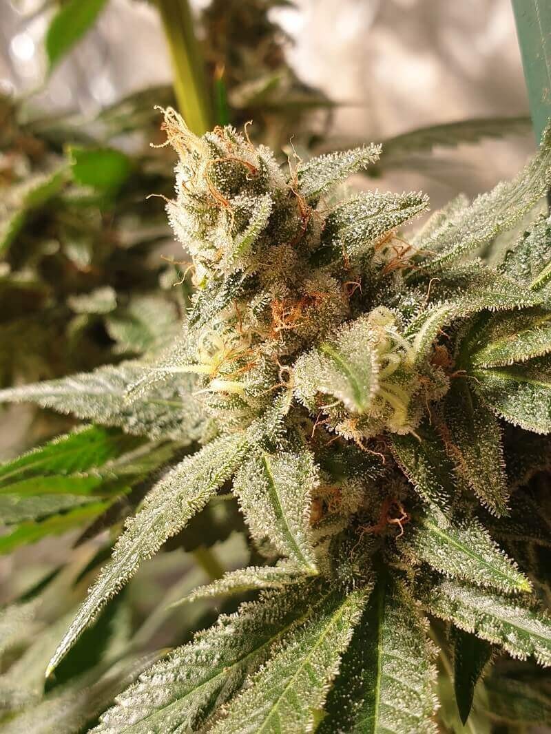 Gala CBD Feminized by R-Kiem Seeds