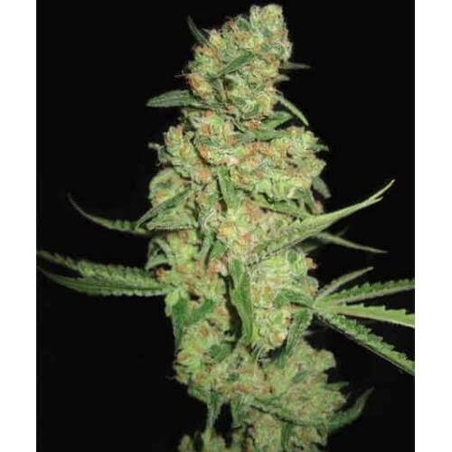 Galaxy Feminized by Pyramid Seeds