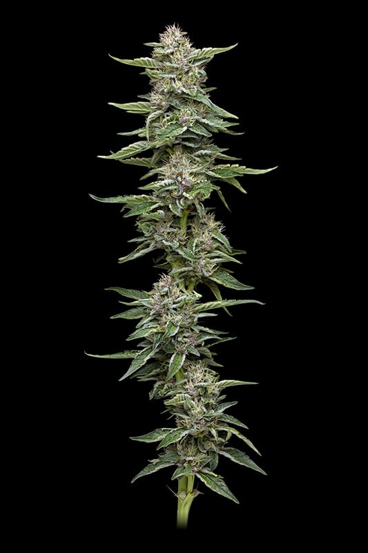 Garlic Budder Feminized by Humboldt Seed Company