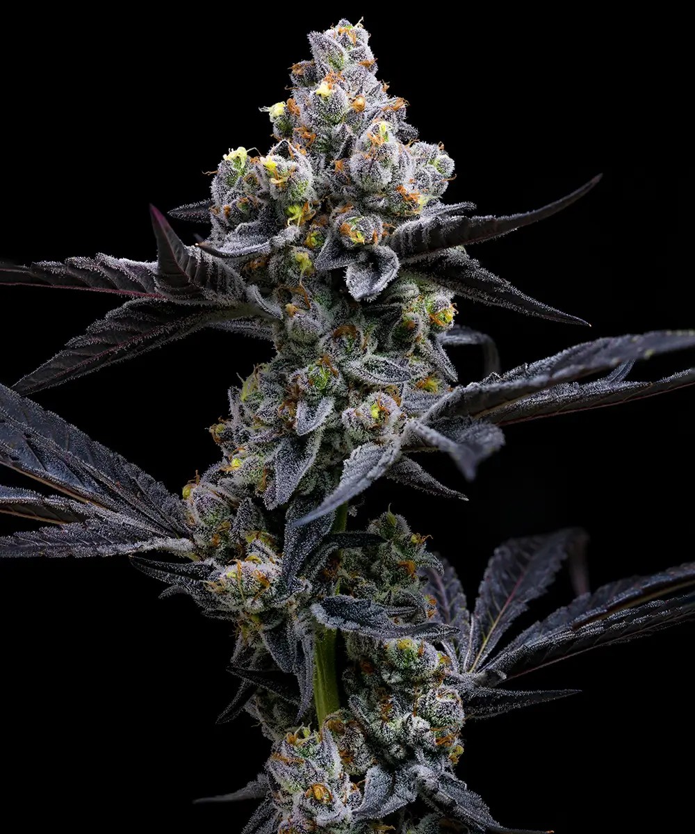 Garlic Cookies Feminized by Barneys Farm