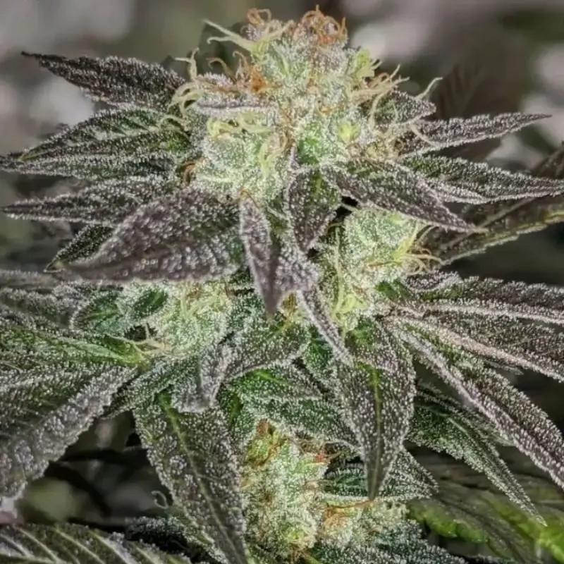 Garlic Kosher Feminized by Old School Genetics