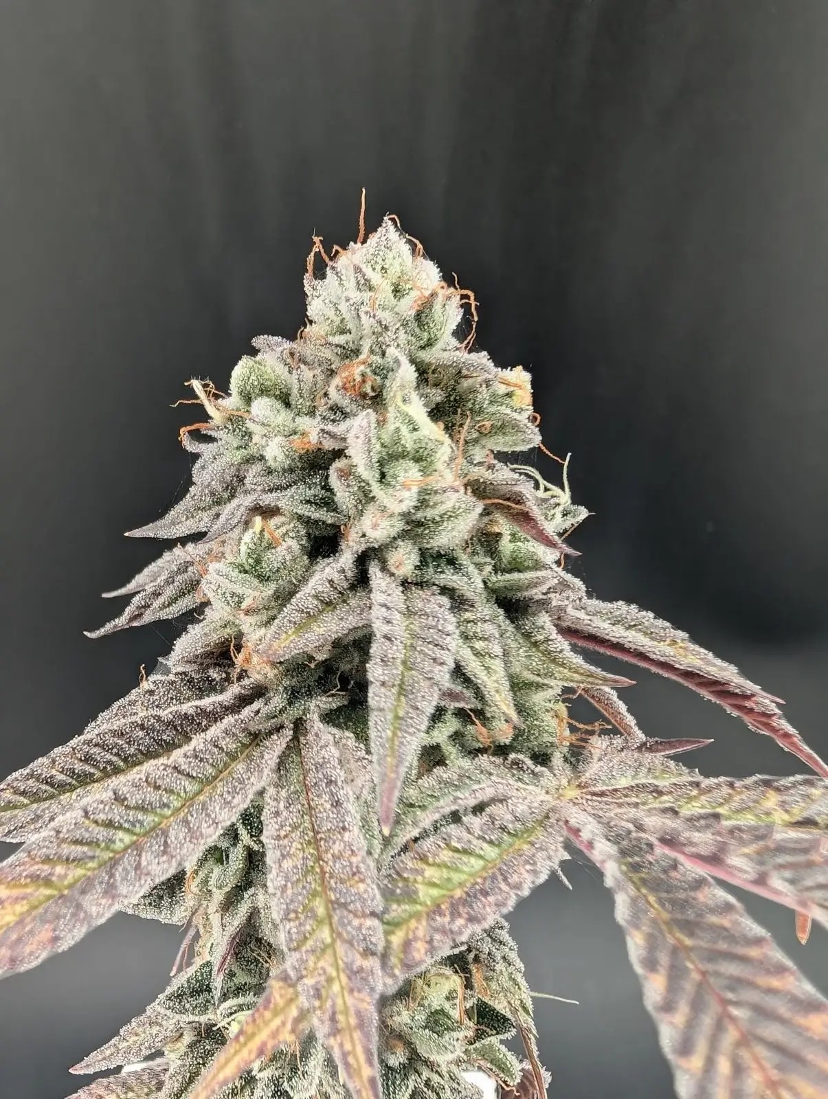 Garlic Mint Sherbet Feminized by Fast Buds