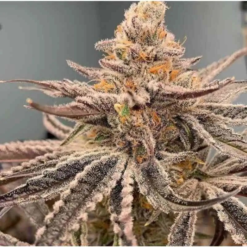 Garlic Storm Feminized by In House Genetics