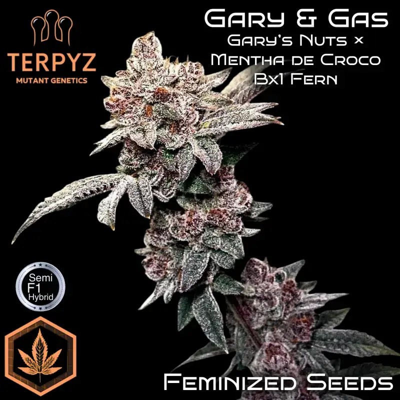 Gary & Gas Feminized by TerpyZ Mutant Genetics