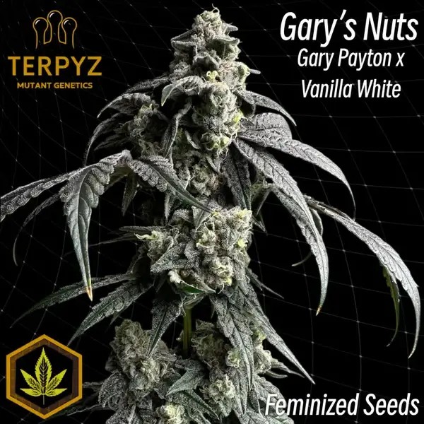 Gary's Nuts Feminized by TerpyZ Mutant Genetics