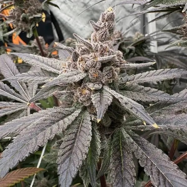 Gasserole Feminized by Solfire Gardens