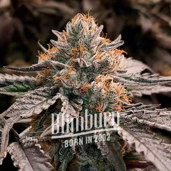 Gator Breath Feminized by Blimburn Seeds