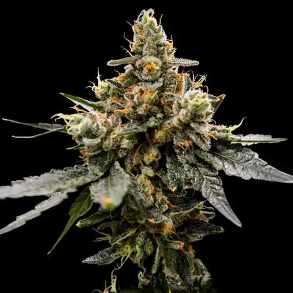 Gaz Money Feminized by DNA Genetics