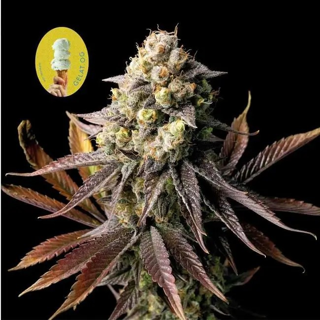 Gelat.OG Feminized by Seedsman