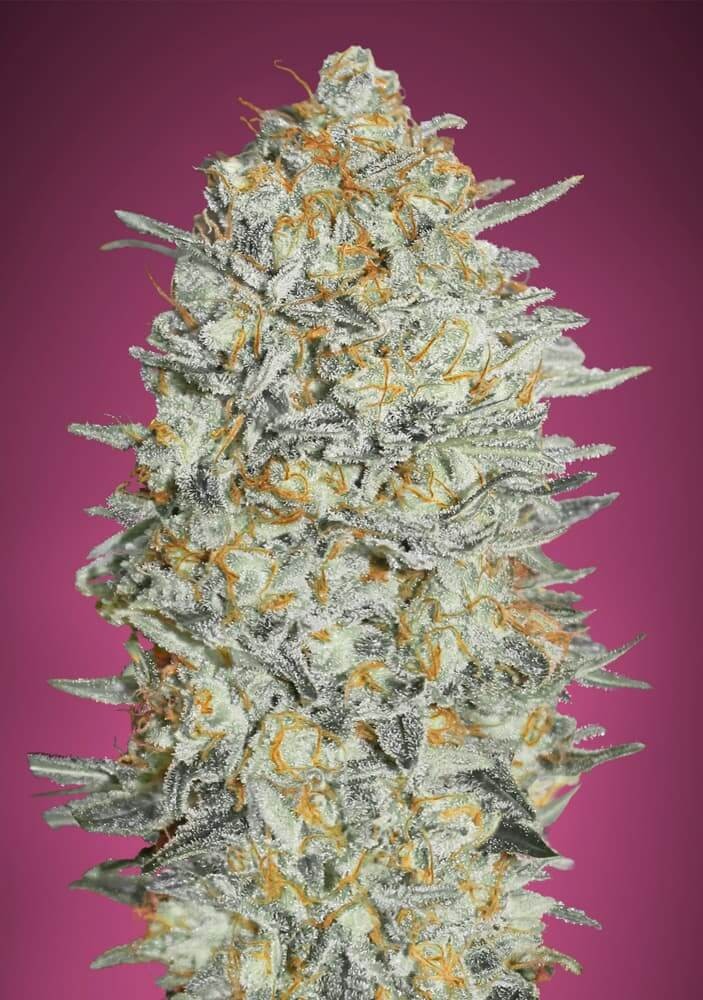 Gelato #33 Feminized by Advanced Seeds