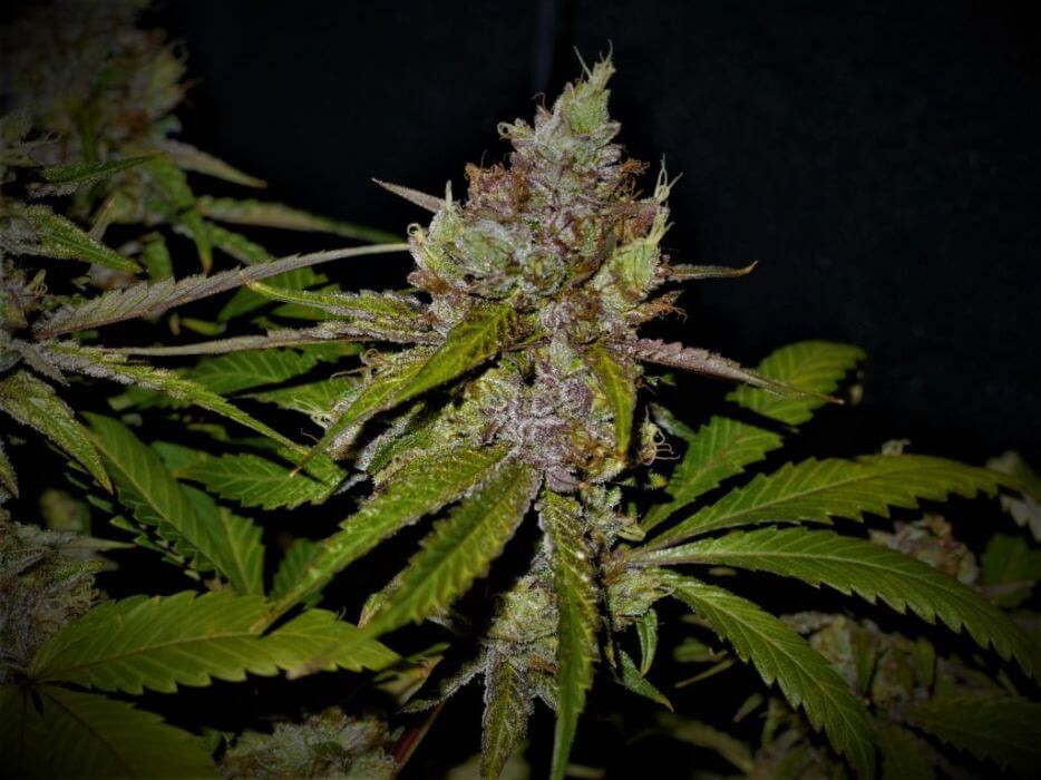 Gelato #33 Feminized by Paisa Seeds