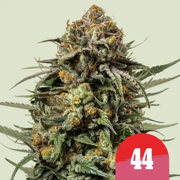 Gelato #44 - Tyson 2.0 Feminized by Royal Queen Seeds