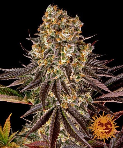 Gelato #45 Feminized by Barneys Farm