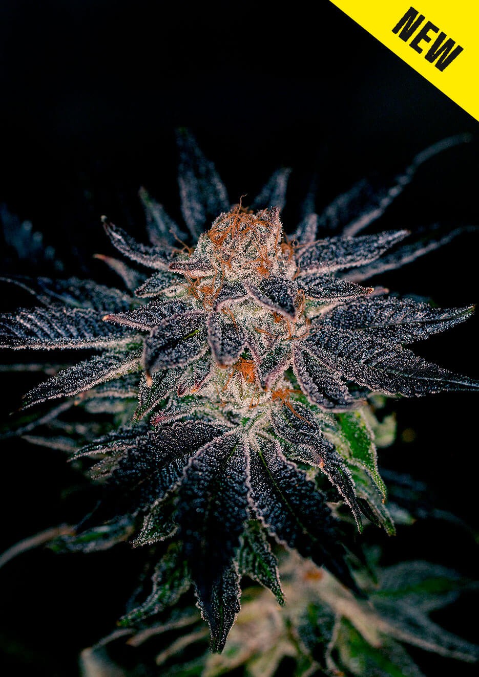 Gelato #47 Feminized by Positronics