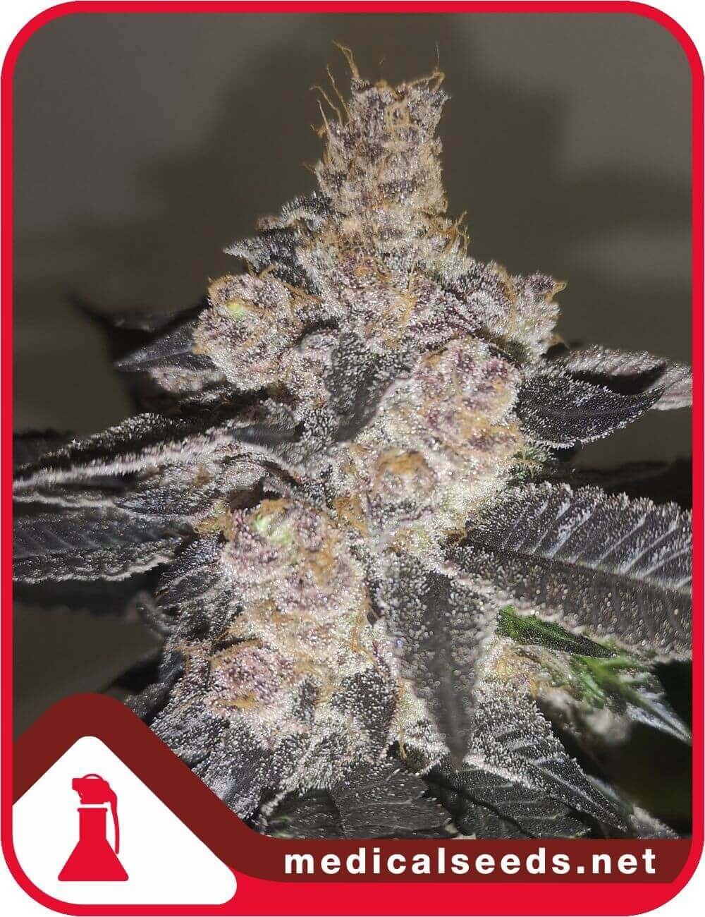 Gelato 242 Feminized by Medical Seeds