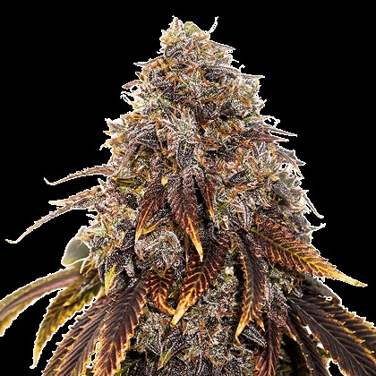 Gelato 41 aka Bacio Gelato Feminized by Seedstockers