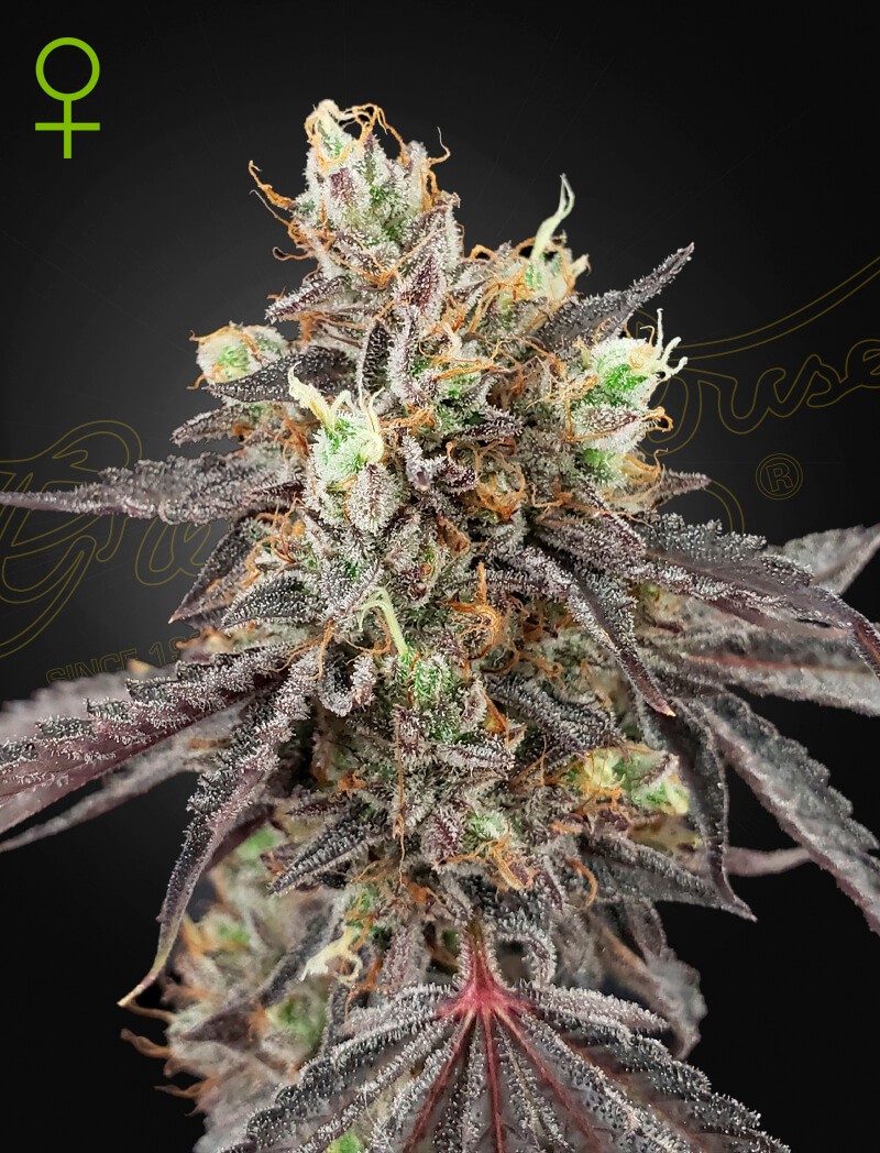 Gelato 41 x Gelato 41 Auto Autoflower by Green House seeds