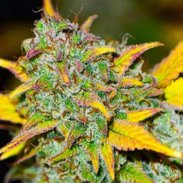 Gelato Auto Autoflower by Nirvana