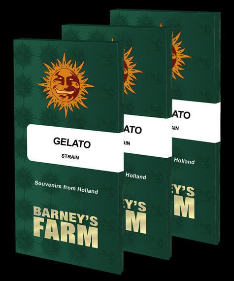 Gelato Feminized by Barneys Farm