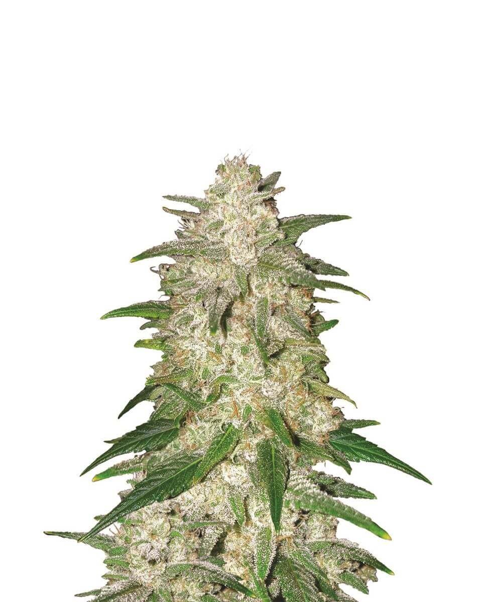 Gelato Feminized by Nirvana