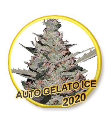 Gelato Ice Auto Autoflower by Mr. Hide Seeds