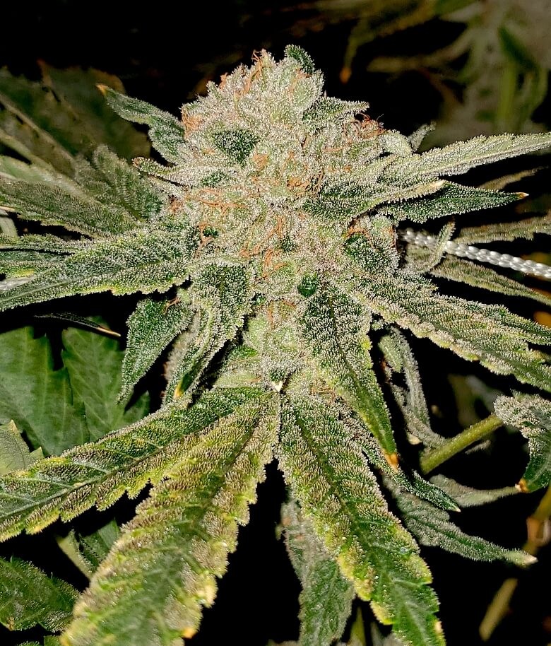 Gelato Kiss Feminized by Elev8 Seeds