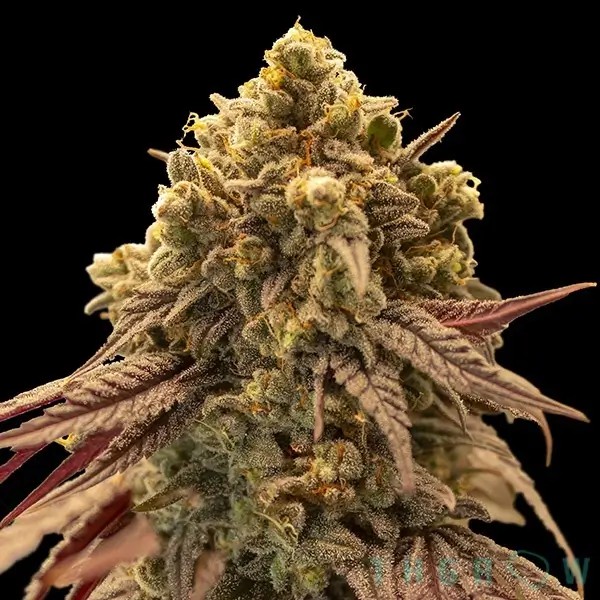 Gelato Mint Auto Autoflower by 00 Seeds Bank
