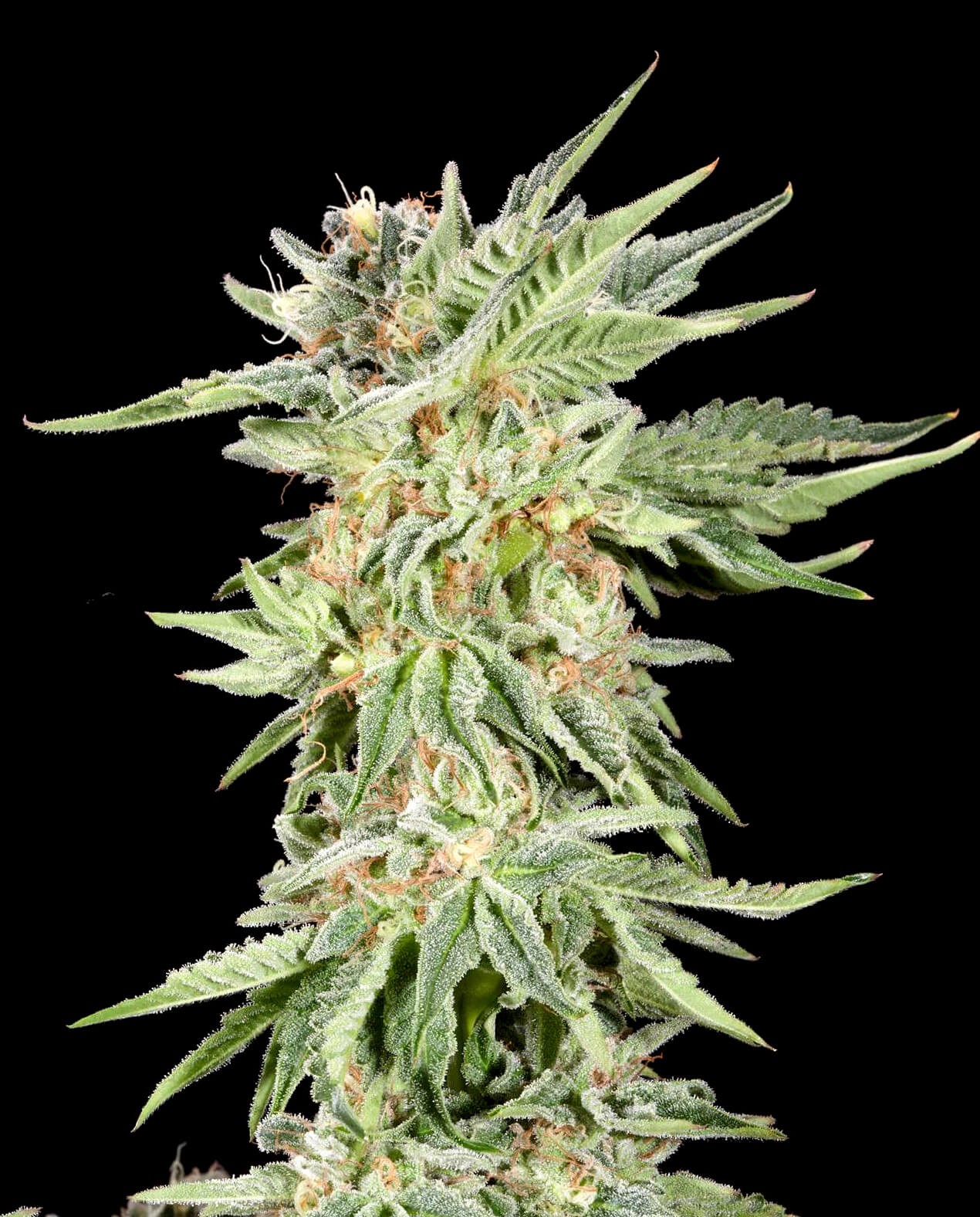Gelato Sundae Feminized by Elev8 Seeds