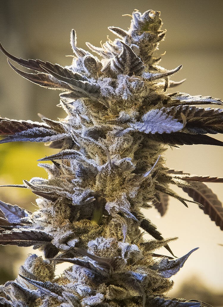 Ghost Train OG Auto Autoflower by High Speed Buds